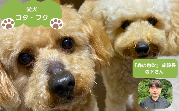 【定期便】【年4回定期便】まつのジビエFOR DOGSプレミアムヒューマングレード詰め合わせ◇