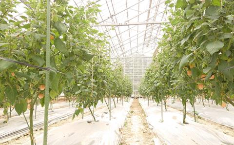 鬼あかり（ほおずき）120g×4パック ｜ 鬼灯 ホウズキ 特産品 ジャム フルーツ 愛媛県 鬼北町 ※2025年4月上旬～5月上旬頃に順次発送予定