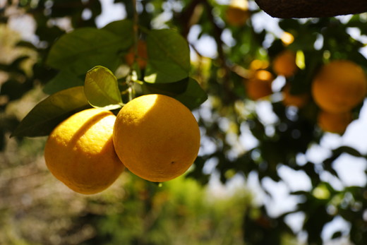 【先行予約】【家庭用】河内晩柑8kg ｜ 河内晩柑 訳あり 正品 贈答 柑橘 みかん 愛南ゴールド サイズミックス 規格外 ※離島への配送不可 ※2026年5月上旬～6月下旬頃に順次発送発送予定