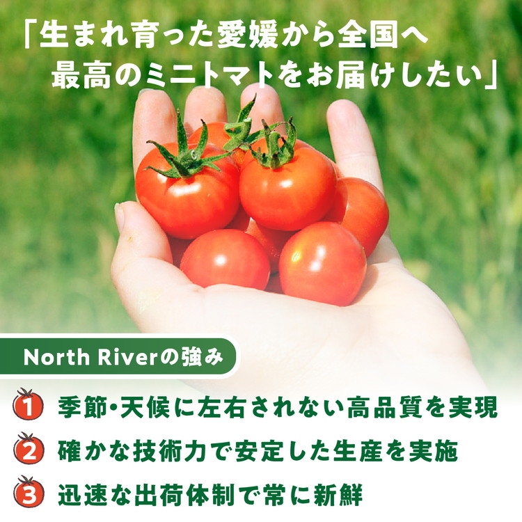 【市場出荷サイズ！】渡邊さんちのミニトマト 約6kg（30パック） | 愛媛県 鬼北町 株式会社North River マリネ 湯むき パスタ スープ おつまみ 11月 ベジタブル 果物 トマト 野菜ランキング ※離島への配送不可 ※2025年11月上旬頃より順次発送予定