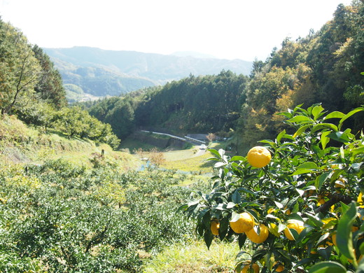 FLORA　LABOエッセンシャルオイル・フローラルウォーターセット（ゆず）　＜柚子 ユズ スキンケア ルームスプレー アロマ 癒し 化粧品 リネン ウォーター 芳香 ギフト 愛媛県 鬼北町＞