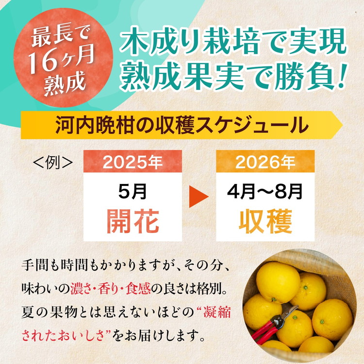 愛南産の河内晩柑10kg(約22～32個) ＜柑橘 希少 果物 国産 フルーツ みかん 蜜柑 和製 グレープフルーツ ブランド 愛媛 果実 ビタミン ＞　※北海道・沖縄・離島への配送不可　※2026年4月上旬～8月上旬頃に順次発送予定