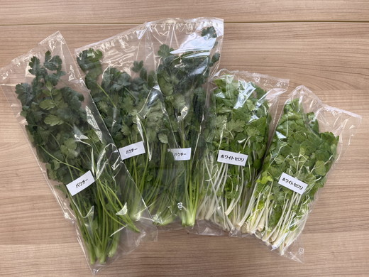 LED水耕栽培 香草野菜（パクチー/セロリー）250g＜野菜 やさい パクチー セロリ 香草野菜 美容 オーガニック アジア野菜  愛媛県 鬼北町＞