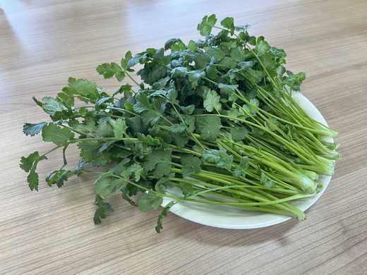 LED水耕栽培 香味野菜（パクチー）250g: 鬼北町ANAのふるさと納税