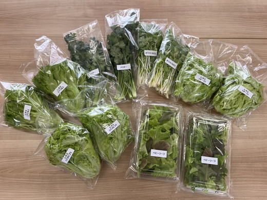 LED水耕栽培 野菜詰め合わせ 1kgセット＜野菜 やさい レタス セロリ ベビーリーフ 詰め合わせ オーガニック 愛媛県 鬼北町＞