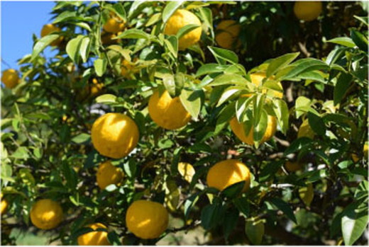 いのすやセット ｜ ゆず すだち 果物 加工品 ゆずのす 特産品 果汁お酢 ポン酢 調味料 添加物不使用ドレッシング 酎ハイベース ノンアルコール ジュース 愛媛県 鬼北町