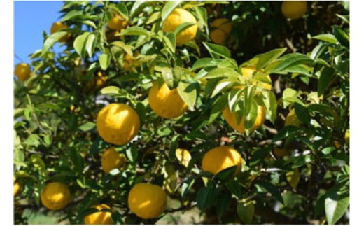 ゆずのす（柚子100％果汁）500ml×6本 | ゆず 果汁 柚子 原液 愛媛県鬼北町 いのすや