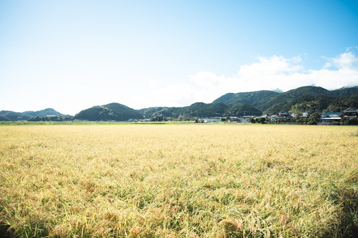 【R7年産】【自然環境米】鬼北のせせらぎ（コシヒカリ）5㎏ ｜ お米 お米不足 お米品薄 おいしい お米 事業者支援 送料無料 白米 精米 国産 限定 ごはん ご飯 白飯 ゴハン 愛媛県産 鬼北町 ※2025年9月下旬頃より順次発送予定