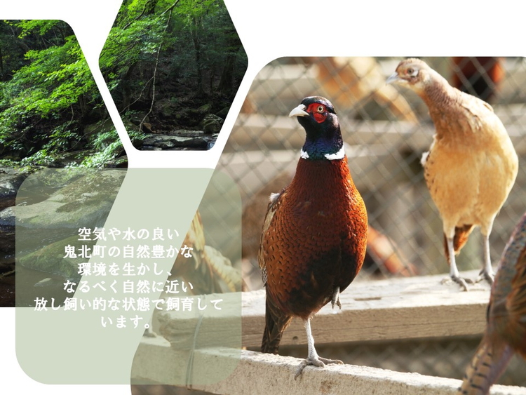 鍋セット キジ肉 ジビエ 冷凍 新鮮「2人でキジ鍋セット」 ＜キジ肉 雉 キジ ジビエ とり 鶏肉 団らん ムネ モモ ササミ 秋 冬 熟成  お取り寄せ 加工品 鍋 お鍋 贈答 おうちごはん 愛媛県 鬼北町＞ ※2025年1月中旬より順次発送予定