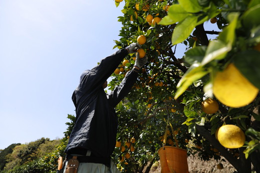 【先行予約】【家庭用】河内晩柑8kg ｜ 河内晩柑 訳あり 正品 贈答 柑橘 みかん 愛南ゴールド サイズミックス 規格外 ※離島への配送不可 ※2026年5月上旬～6月下旬頃に順次発送発送予定