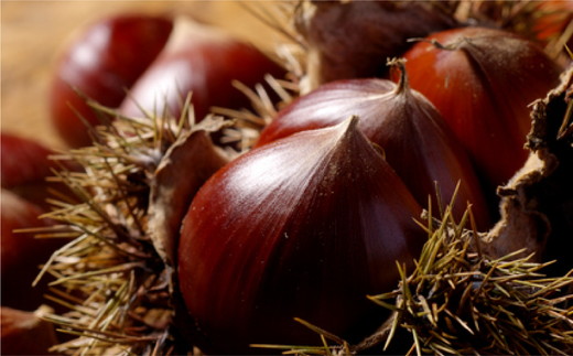 【宗家 源吉兆庵】栗をまるごと使用した『御前栗』12個セット ｜ 愛媛県 鬼北町 和栗 くり 高級 贅沢 和菓子 贈答用 季節限定 希少 旬の味 絶品　※離島への配送不可　※2026年1月中旬頃までに順次発送予定