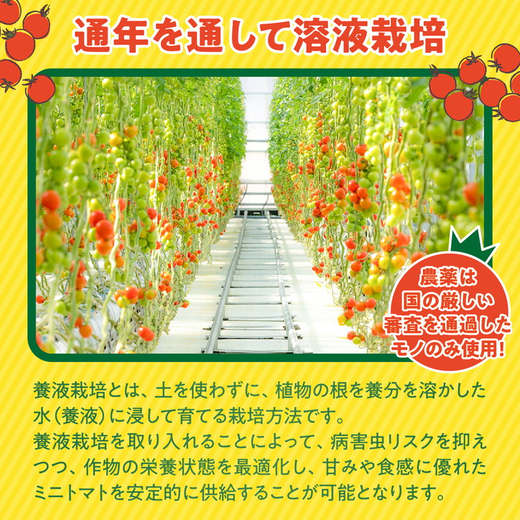 【市場出荷サイズ！】渡邊さんちのミニトマト 約6kg（30パック） | 愛媛県 鬼北町 株式会社North River マリネ 湯むき パスタ スープ おつまみ 11月 ベジタブル 果物 トマト 野菜ランキング ※離島への配送不可 ※2025年11月上旬頃より順次発送予定