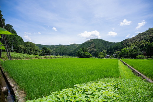【おにぎり専門店御用達！】藤城さん家のミルキークイーン10kg【令和7年産】 ｜ ご飯 白米 お米 令和7年 定期便 令和7年産 10kg 精米済み 愛媛県鬼北町　※2025年9月下旬頃より順次発送予定