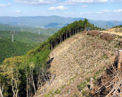 鬼の炭花～おにのすみか～樫の木炭　切炭3kg　＜薪 ストーブ アウトドア キャンプ ピザ ボイラー 自然 火 炎 燃料 焚火 暖炉 窯焼き  焚火 キャンプファイヤー 愛媛県 鬼北町>