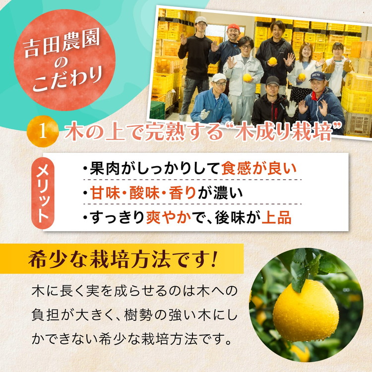 愛南産の河内晩柑10kg(約22～32個) ＜柑橘 希少 果物 国産 フルーツ みかん 蜜柑 和製 グレープフルーツ ブランド 愛媛 果実 ビタミン ＞　※北海道・沖縄・離島への配送不可　※2026年4月上旬～8月上旬頃に順次発送予定