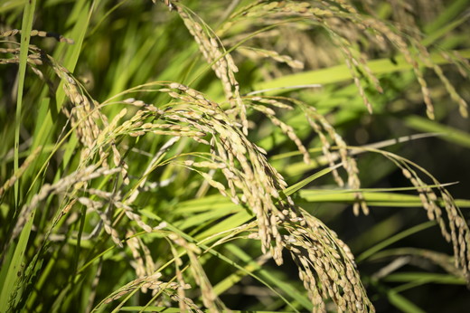 【R6年産新米】【先行予約】あう農園こだわりのお米3種セット(コシヒカリ、あきたこまち、にこまる) ｜ お米 お米不足 お米品薄 おいしい お米 事業者支援 送料無料 白米 精米 国産 限定 ごはん ご飯 白飯 ゴハン 愛媛県産 鬼北町 ※2024年10月下旬より順次発送予定