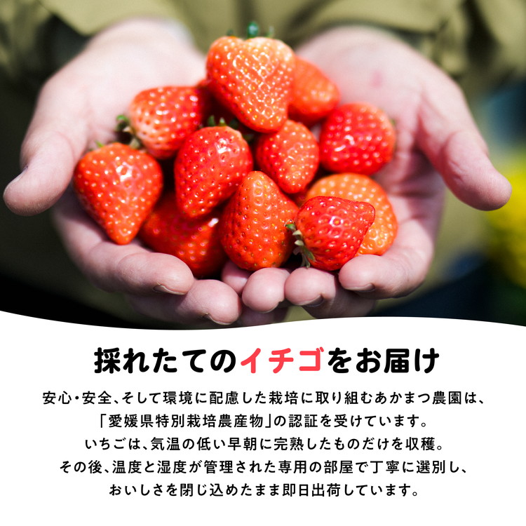 【2026年春収穫分】【先行予約】紅い雫 4パック（約720g） | いちご イチゴ 苺 大福 ジャム タルト アイス ケーキ ギフト あかまつ農園 ※離島への配送不可 ※2026年2月中旬頃より順次発送予定