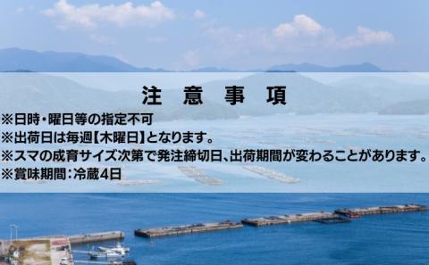 愛媛県産養殖「媛スマ」
