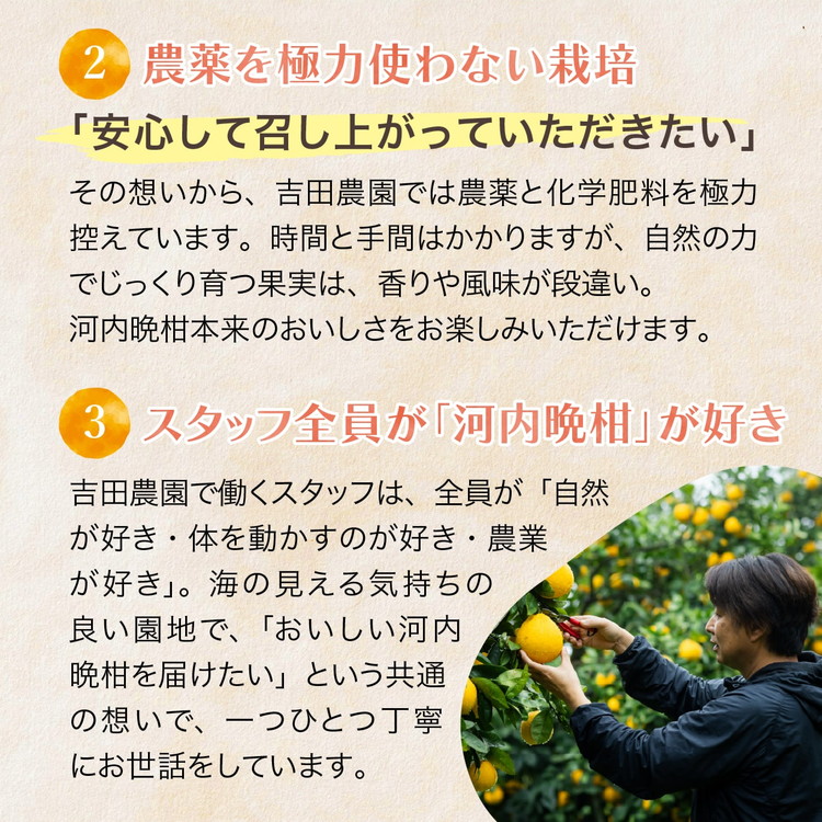 愛南産の河内晩柑10kg(約22～32個) ＜柑橘 希少 果物 国産 フルーツ みかん 蜜柑 和製 グレープフルーツ ブランド 愛媛 果実 ビタミン ＞　※北海道・沖縄・離島への配送不可　※2026年4月上旬～8月上旬頃に順次発送予定