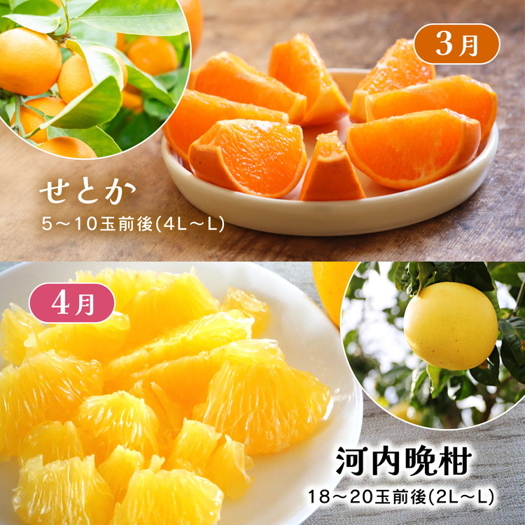 【定期便】2025年11月発送開始　えひめかんきつ定期便　全6回＜みかん 柑橘 フルーツ 定期便 国産 愛媛県 ＞　※離島への配送不可　※2025年11月下旬～2026年4月下旬頃に順次発送予定