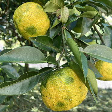 愛媛県鬼北町産ゆず　約5kg【 果物 柑橘 国産 日本産 香りが強い 良質なゆず ゆずの里 産地直送 ゆずジャム ゆず茶 】※2024年10月中旬～11月下旬頃に順次発送予定