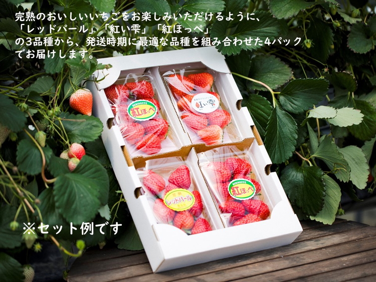 【2026年春収穫分】【先行受付】【品種お任せ】 いちご4パック ｜ レッドパール 紅い雫 紅ほっぺ かおり野 イチゴ 苺 フルーツ あかまつ農園 ※2026年2月中旬～3月中旬頃に順次発送予定