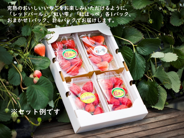 【2026年春収穫分】【先行受付】【食べ比べ】 いちご4パック ｜ レッドパール 紅い雫 紅ほっぺ かおり野 イチゴ 苺 フルーツ あかまつ農園 ※2026年2月中旬～3月中旬頃に順次発送予定