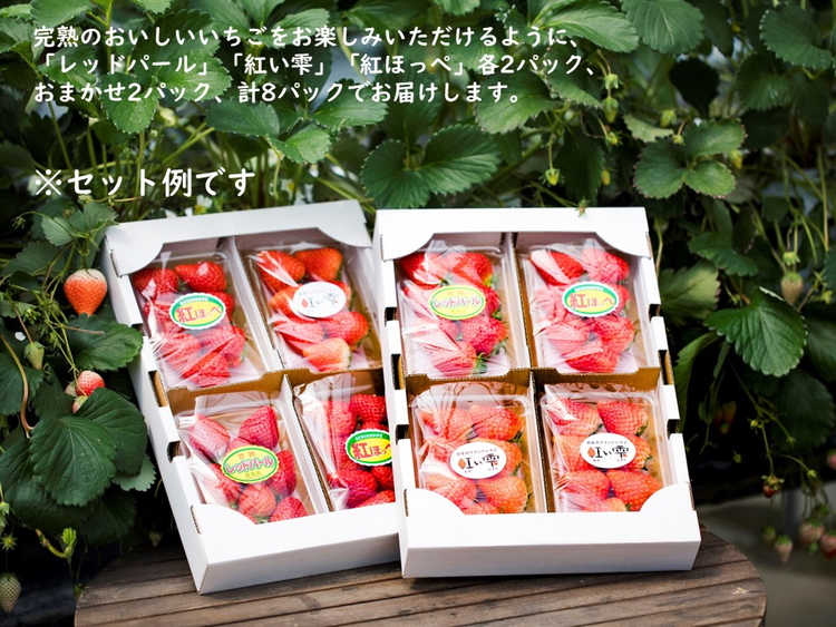 【2026年春収穫分】【先行受付】【食べ比べ】 いちご8パック ｜ レッドパール 紅い雫 紅ほっぺ かおり野 イチゴ 苺 フルーツ あかまつ農園 ※2026年2月中旬～3月中旬頃に順次発送予定