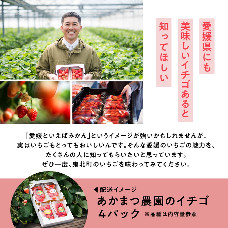 【2026年春収穫分】【先行予約】紅ほっぺ 4パック（約720g） | いちご イチゴ 苺 大福 ジャム タルト アイス ケーキ ギフト あかまつ農園 ※離島への配送不可 ※2026年2月中旬頃より順次発送予定