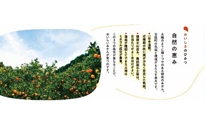 愛媛みかん発祥の地から送る　ひみつのみかんゼリー8個入