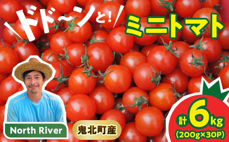 【市場出荷サイズ！】渡邊さんちのミニトマト 約6kg（30パック） | 愛媛県 鬼北町 株式会社North River マリネ 湯むき パスタ スープ おつまみ 11月 ベジタブル 果物 トマト 野菜ランキング ※離島への配送不可 ※2025年11月上旬頃より順次発送予定