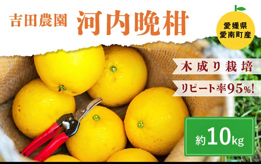 愛南産の河内晩柑10kg(約22～32個) ＜柑橘 希少 果物 国産 フルーツ みかん 蜜柑 和製 グレープフルーツ ブランド 愛媛 果実 ビタミン ＞　※北海道・沖縄・離島への配送不可　※2026年4月上旬～8月上旬頃に順次発送予定