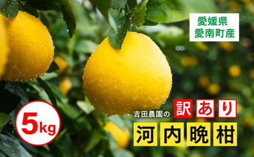 訳あり 河内晩柑5kg（家庭用） ＜柑橘 希少 果物 国産 フルーツ みかん 蜜柑 訳あり 家庭用 和製 グレープフルーツ ブランド 愛媛 果実 ビタミン ＞ ※2026年4月上旬～8月上旬頃に順次発送予定