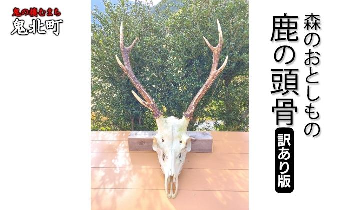 【訳あり】森のおとしもの(6)鹿の頭骨　＜インテリア 民芸品 工芸品 オブジェ 天然 角 鹿 しか シカ 愛媛県 鬼北町＞