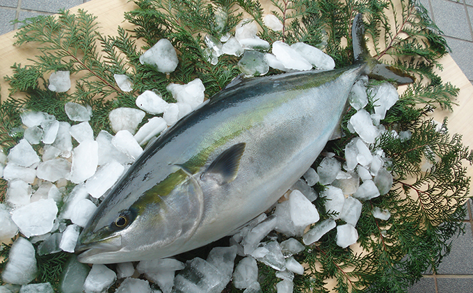 久良のぶり 5kg台