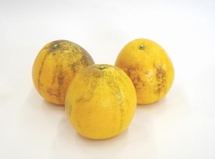 数量限定 先行予約 訳あり 河内晩柑 10kg 12000円 みかん わけあり かわちばんかん 愛南ゴールド あいなん ゴールド 夏 文旦 和製 グレープフルーツ 家庭用 産地直送 国産 農家直送 期間限定 数量限定 ビタミン 健康 おいしい 特産品 ゼリー ジュース アイス 等に 人気 限定 さわやか 甘い フルーツ 果物 柑橘 mikan 蜜柑 ミカン 規格外 吉田農園 愛南町 愛媛県