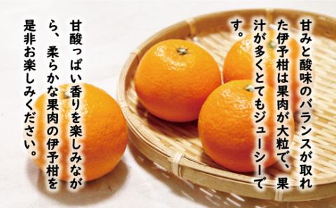 訳あり 伊予柑 7kg 7000円 みかん いよかん ブランド 家庭用 産地直送 国産 農家直送 糖度 果樹園 期間限定 数量限定 特産品 ゼリー ジュースフルーツ 果物 柑橘 蜜柑 規格外 特産品