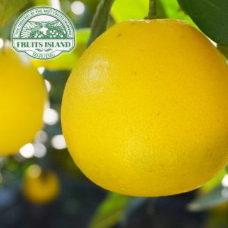 先行予約 訳あり 美生柑 みしょうかん 約5kg 河内晩柑 不揃い 大小ミックス 傷あり ばんかん フルーツ