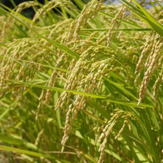 こだわりの低温乾燥米　令和4年愛南町産コシヒカリ10kg