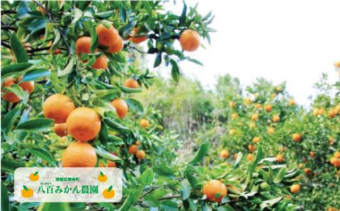 【 訳あり 】 ぽんかん 7kg 先行予約 <発送期間：1月中旬～無くなり次第終了> 八百みかん農園 の ぽんかん 7000円 家庭用 7kg 先行 事前 予約 受付 みかん 期間限定 数量限定 愛南