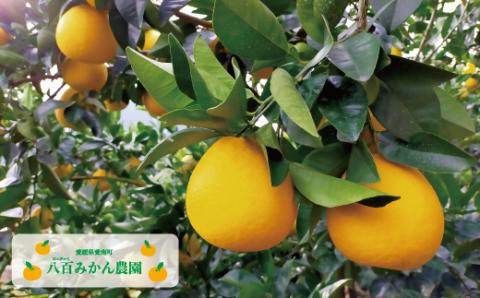 【 贈答用 】 河内晩柑 5kg 先行予約 <発送期間：4月上旬～無くなり次第終了> 八百みかん農園 の かわちばんかん 9000円 家庭用 5kg 先行 事前 予約 受付 ギフト みかん 愛南