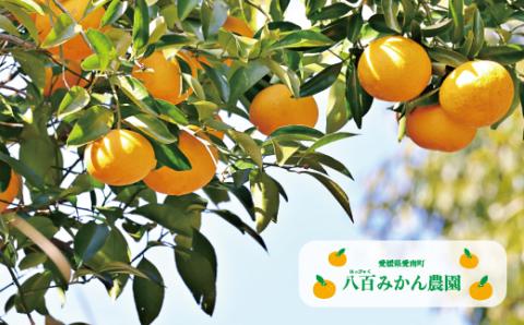 【 先行予約 】 完熟 甘夏 10kg <発送期間：4月下旬～無くなり次第終了> 八百みかん農園 の 完熟 甘夏 10000円 家庭用 訳あり 贈答 先行 事前 予約 受付 ギフト みかん あまなつ