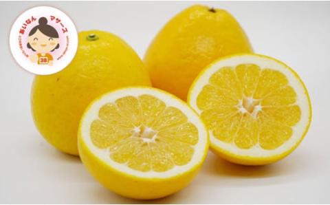 【 先行予約 】 あいなんマザーズ の 河内晩柑 5kg <発送期間：4月中旬～7月上旬> 贈答用 5kg 正品 減農薬 先行 事前 予約 受付 みかん 河内晩柑 かわちばんかん 愛南ゴールド 文旦