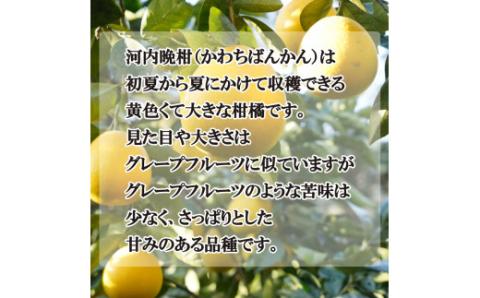 数量限定 先行予約 贈答用 河内晩柑 5kg 10000円 みかん かわちばんかん 愛南ゴールド あいなん ゴールド 夏 文旦 和製 グレープフルーツ 家庭用 産地直送 国産 農家直送 期間限定 ビタミン 健康 おいしい 特産品 ゼリー ジュース アイス 等に 人気 限定 さわやか 甘い フルーツ 果物 柑橘 mikan 蜜柑 ミカン ギフト プレゼント おすそわけ 吉田農園 愛南町 愛媛県