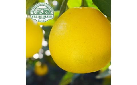 先行予約 訳あり 美生柑 みしょうかん 約10kg 河内晩柑 不揃い 大小ミックス 傷あり ばんかん フルーツ