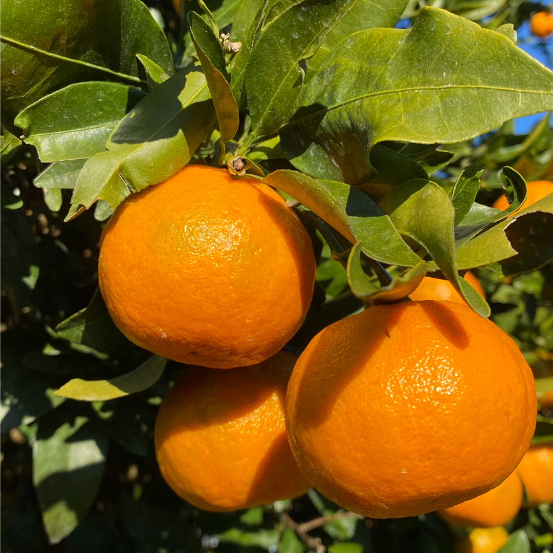 先行予約 訳あり 減農薬 ポンカン 10kg 愛南フルーツ サイズミックス サイズ混合 不揃い 柑橘 蜜柑 愛媛 みかん 産地 産直 文旦 河内晩柑 温州みかん ブラッド オレンジ ネーブル せとか なつみ 蜜柑 みかん 檸檬 果物 果実 ジューシー 甘い 愛媛県 愛南町