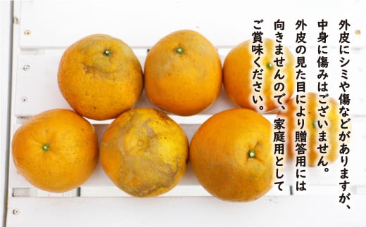 訳あり 紅 河内晩柑 大玉 （ 2L - 5L ） 10kg 7000円