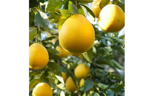 先行予約 御荘ゴールド (河内晩柑) 秀品 5kg  減農薬 柑橘 フルーツ 愛媛みかん ポンカン 文旦 河内晩柑 温州みかん ブラッド オレンジ ネーブル せとか なつみ 蜜柑 みかん 檸檬 果物 果実 ジューシー 数量限定 さっぱり 第一マルエム 愛媛県 愛南町