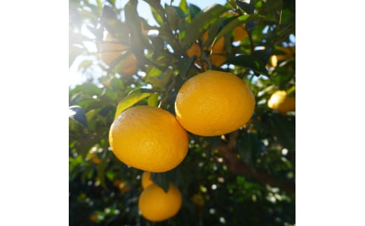 先行予約 甘夏 秀品 5kg 減農薬 柑橘 フルーツ 愛媛みかん ポンカン 文旦 河内晩柑 温州みかん ブラッド オレンジ ネーブル せとか なつみ 蜜柑 みかん 檸檬 果物 果実 ジューシー 数量限定 さっぱり 甘い 第一マルエム 愛媛県 愛南町