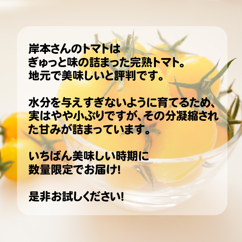 定期便 3回 岸本くんの 完熟 トマト 26000円 とまと ミニトマト 大玉 イエローアイコ パック トマトジュース トマトケチャップ トマトソース 4kg 野菜 国産 産地直送 農家直送 期間限定 数量限定 特産品 人気 ブランド アイコ 高糖度 ハウス栽培 お取り寄せ 料理 に 冷凍 保存 もおすすめ 岸本 真一 愛南町 愛媛県